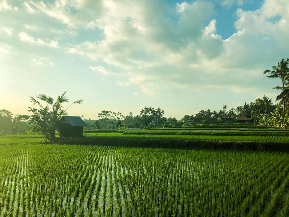 Rayshiva Homestay Ubud Extérieur photo